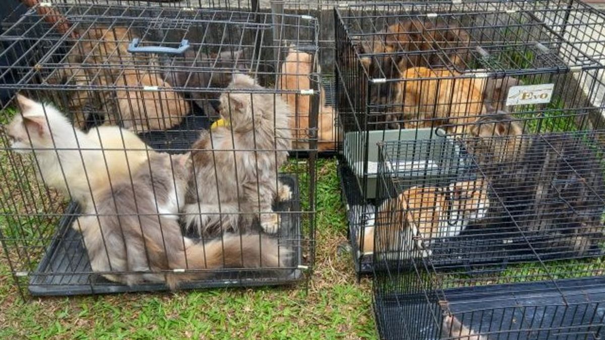 Preventing Transmission Between Animals, Lampung Provincial Government Provides Mobile Rabies Vaccine Services