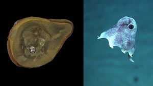 Fosil Gurita Tertua Ternyata Bukan Gurita, Guinness Hapus Catatannya