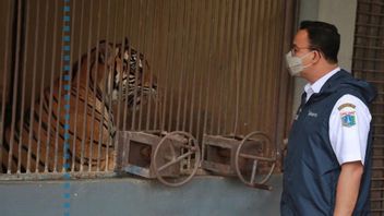 ラグーナンへ、アニス・バスウェダンがCOVID-19にさらされた2匹のスマトラ・タイガースを訪問