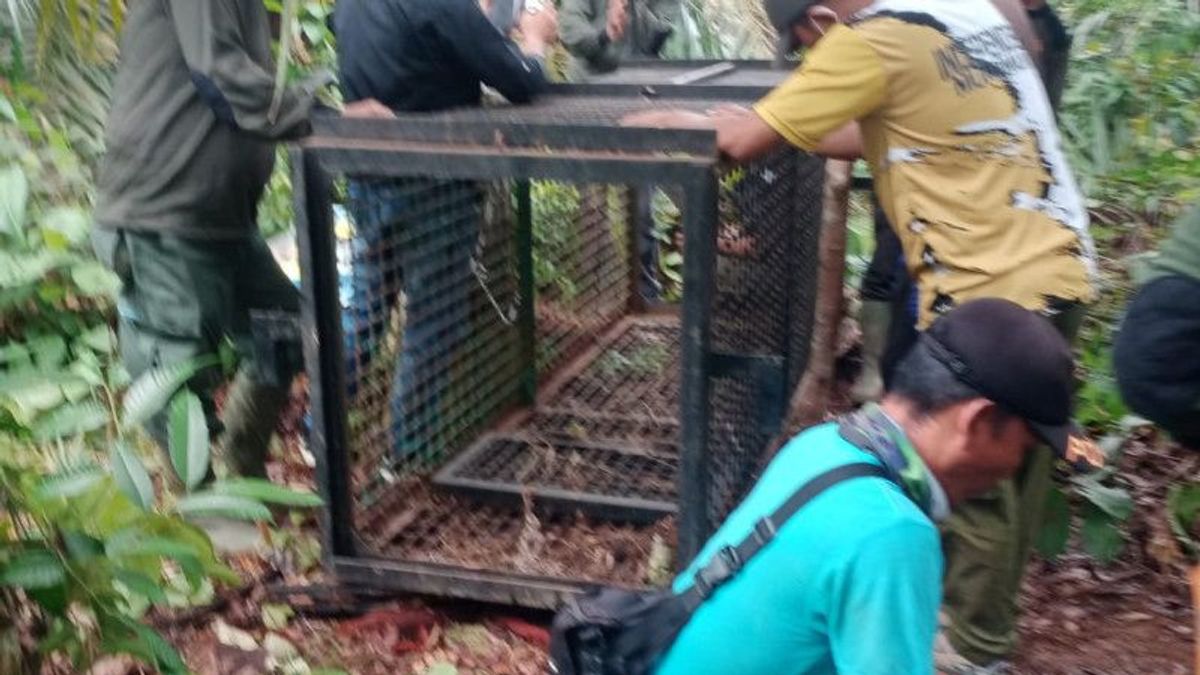 Harimau Pemangsa Sapi Warga di Kabupaten Mukomuko, Bengkulu Belum Tertangkap