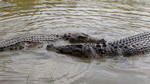 Aucun crocodile n’est confié dans les entrepreneurs de Cianjur, 64 Ekor évacués par BBKSDA