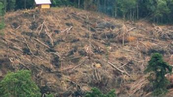 Polres Soppeng Tetapkan Anggota DPRD Tersangka Pembalakan Hutan