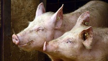 Prévenir La Férocité Du Virus De La Peste Porcine Africaine, Lembata Ban Lali Cross Pig Livestock 