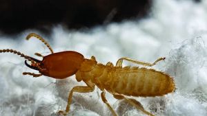 Know the Types of Termites and Their Impact on the House