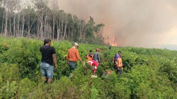 Petugas Berjibaku Put Out The Palm Oil Fire That Expanded In Pessel, West Sumatra
