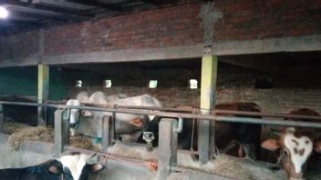 Berita Kulon Progo: Pedagang Hewan Ternak Harapkan Pemkab Kulon Progo Keluarkan SKKH