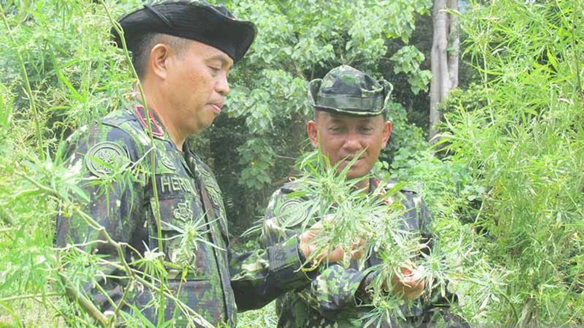 4.5公顷的田野，在亚齐勿刹有95，000根大麻棒被BNN摧毁