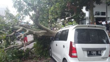 極端な天候、デポック市の住民は倒木に注意するように求めました