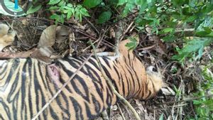 Polisi Selidiki Kematian Harimau di Aceh Timur yang Diduga Keracunan