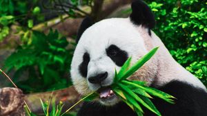 Yun Chuan et Xin Bao, une panda géante chinoise d'origine amène à San Diego