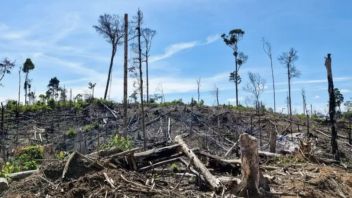 Controverse sur Siti Nurbaya Bakar: le ministre de l’environnement accusé de soutenir la destruction des forêts