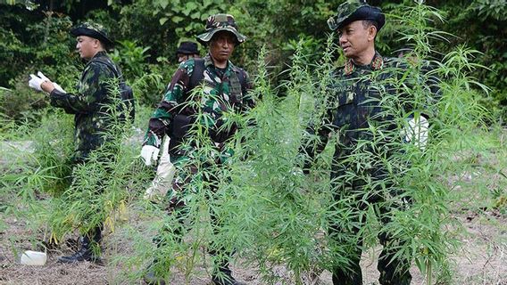 BNN Temukan 18 Ribu Batang Ganja di Pegunungan Aceh Besar