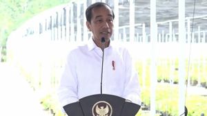 因此,IKN绿化中心,Jokowi启动了Mentawir苗设施