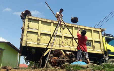 Pabrik Pemborong Sawit Murah Bakal Ditegur Pemerintah