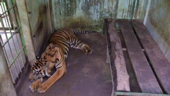 Un zoo de Medan est toujours visité, bien que les quatre tigres de leur collection soient morts