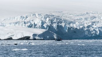 celière : glaciaire en Géorgie du Sud et sauvages en danger