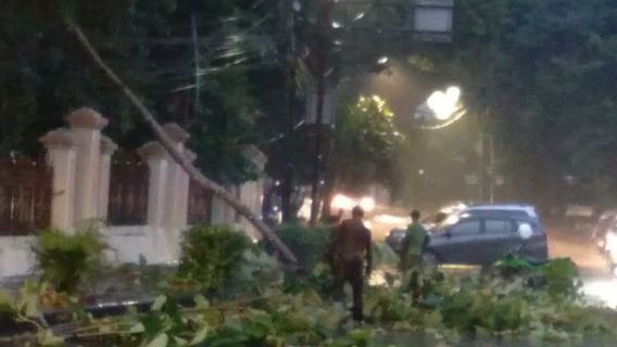 Yesterday's Rain And Strong Winds, 9 Trees In Central Jakarta Collapsed On Top Of Vehicles
