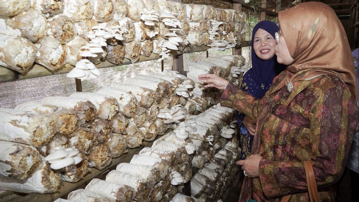 Guiding New Entrepreneurs, Ministry of Industry Wants to Grow Oyster Mushroom Processing IKM