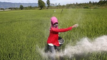 الأسمدة الإندونيسية تسهل على المزارعين من خلال تطبيقات الأقران