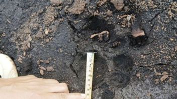 Pemancing Lari Terbirit-birit Berhadapan Harimau Sumatera di Kebun Sawit Siak