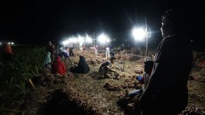 Kisah Inspiratif Petani Bawang NTB: Sukses Basmi Hama Berkat Setrum PLN