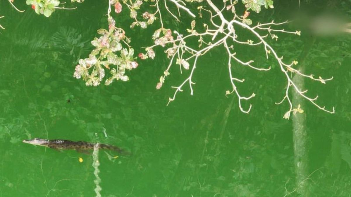 جثث الضحايا المنقضوذة على التماسيح تظهر على سطح بحيرة تولير تيرنات