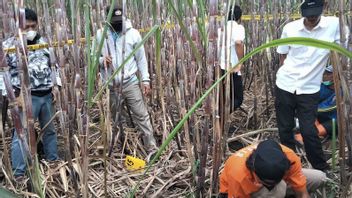 警方调查玛琅Kepanjen甘蔗田中的人体骨骼