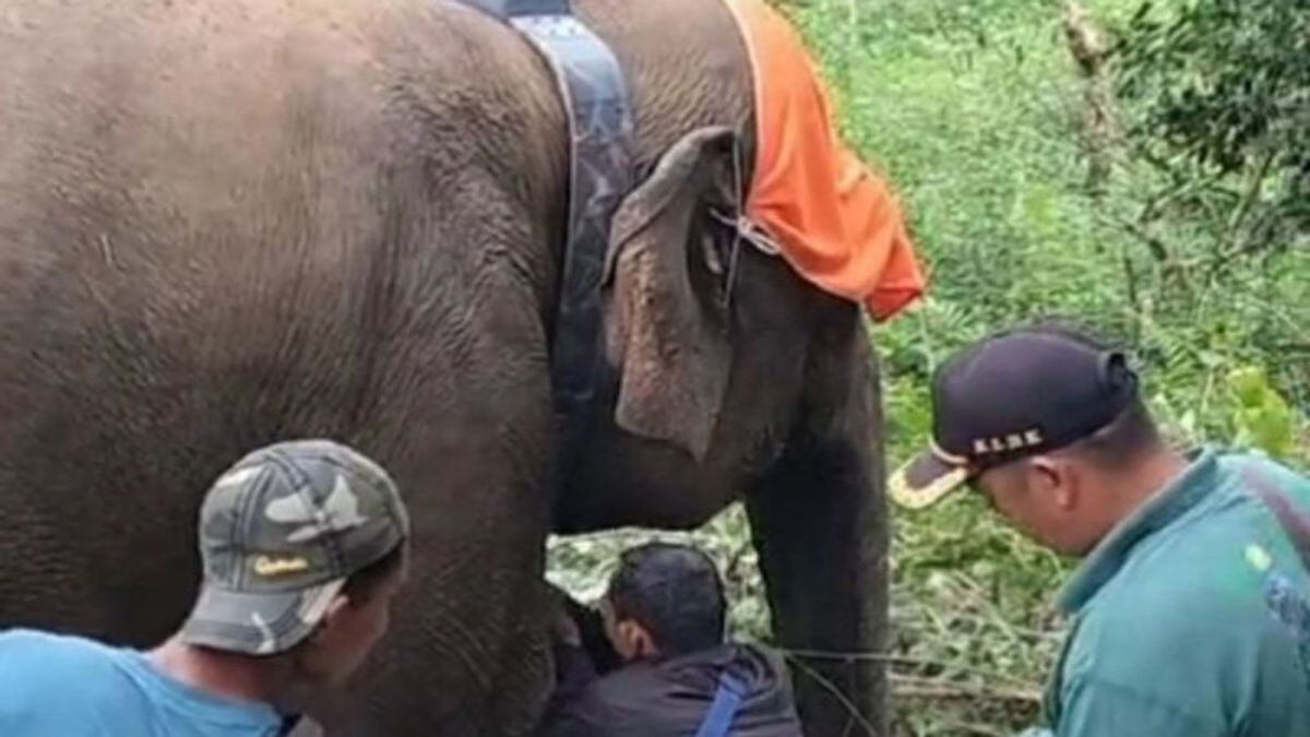 Un troupeau d’éléphants sauvages à Lampung Ouest avec un collar GPS