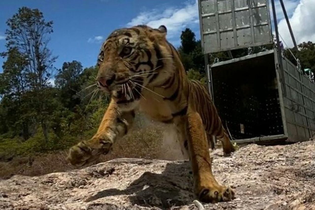 Harima Sumatra Suro Libéré Dans Gunung Leuser National Park