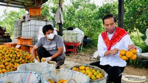Produksi Jeruk di Karo jadi Komoditas Daerah, Jokowi: Butuh Tim Pendampingan