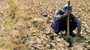 BMKG Calls El Nino Triggers Drought Disasters In The 2023 Dry Season