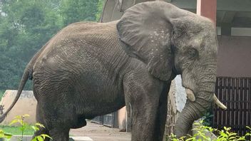 解剖は世界で最も孤独なゾウの死因を明らかにしました:ネズミからの希少ウイルスに攻撃