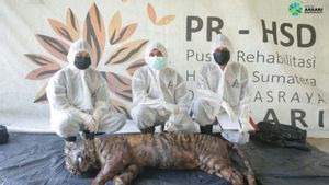 Nafsu Makan Berkurang dan Menderita Luka Miasis, Harimau Sumatera 'Puti Maua Agam' Mati di Pusat Rehabilitasi