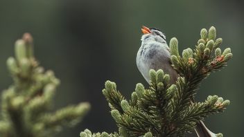 COVID-19大流行可以用平静的鸟叫声取代噪音污染