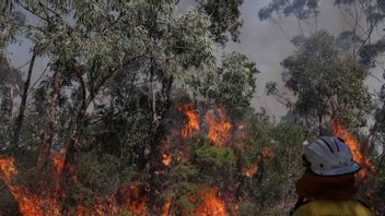 Kabupaten Manggarai Sedang Musim Kemarau, BMKG Minta Masyarakat Waspadai Kebakaran Hutan dan Lahan di Lima Wilayah