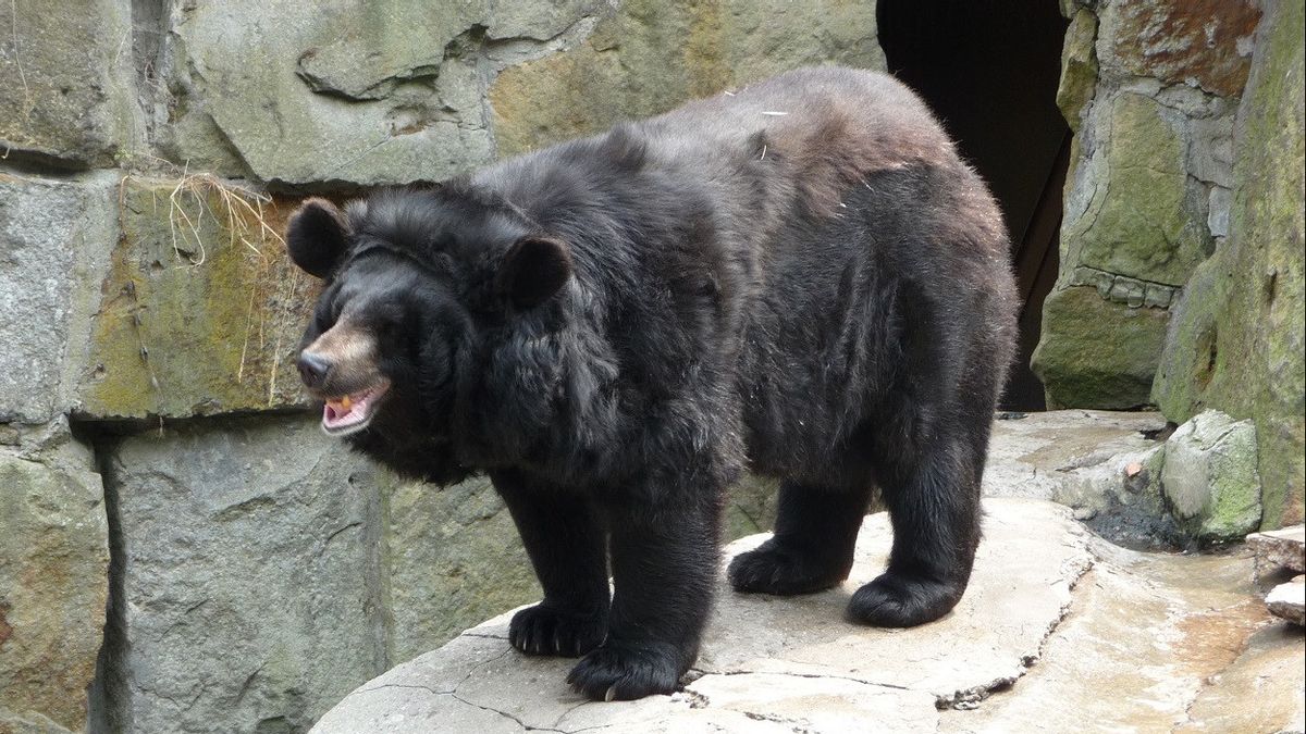Terancam Punah, 6 Beruang Hitam Asia Lahir di Taman Nasional Jirisan