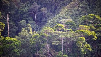 Tanggapi Gerakan Patungan Beli Hutan Sindiran, DPR: Warning Bagi Pejabat Untuk Jaga Hutan
