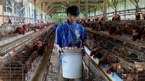 Harga Pakan yang Tembus Rp500 Ribu per Kilogram Bikin Harga Telur Ayam Jadi Mahal