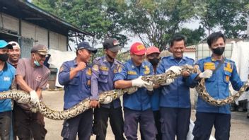 A 5-Meter Python Makes Factory Workers Rowdy