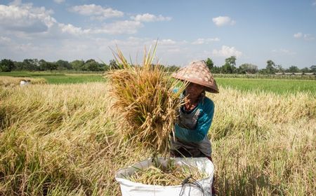 Kepala Bapanas Mau Bahas Harga Gabah dengan Mentan dan Mendag, Bakal Turun?