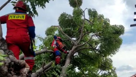 ジャカルタは雨が降っていて、カクンロボのラプックの木、1人の犠牲者、1台の車、1台のオートバイ