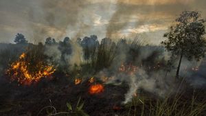 Menteri LH: Luas Karhutla Capai 52 Ribu Hektare