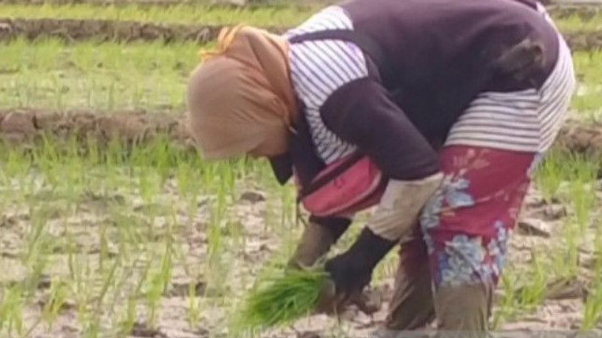 预测粮食危机，明古鲁的5个地区被用作粮食粮仓