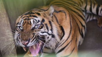 Tiger Entre Dans La Colonie De Lubuk Talang Mukomuko, Des Habitants Agités Forcés D’attacher Le Bétail Derrière Une Maison