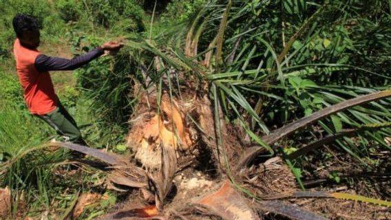 13 Ekor Gajah Liar Rusak Kebun Milik Warga Aceh Barat