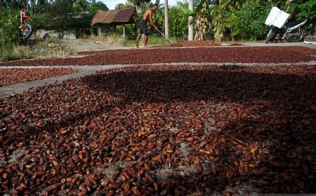 Kemendag: Harga Biji Kakao Meningkat Desember 2023 di Pasar Eropa