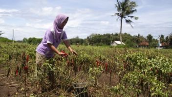 Punya Potensi Ekspor, Tanaman Rempah Harus Mulai Dilirik Petani Sayur