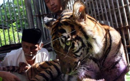 Harimau Sumatra Kembali Masuk Perkebunan Warga di Aceh