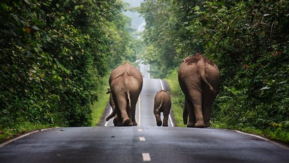 Bayi dalam Kelompoknya Tertabrak di Jalan Raya, Kawanan Gajah Liar Injak-injak Mobil