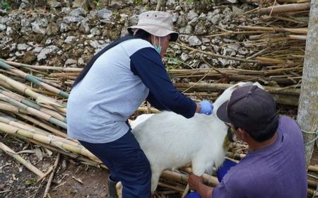 2 Warga Semuluh Lor Luka Kulit Mirip Gejala Antraks, Dinkes Gunungkidul Terjun Ambil Sampel Darah